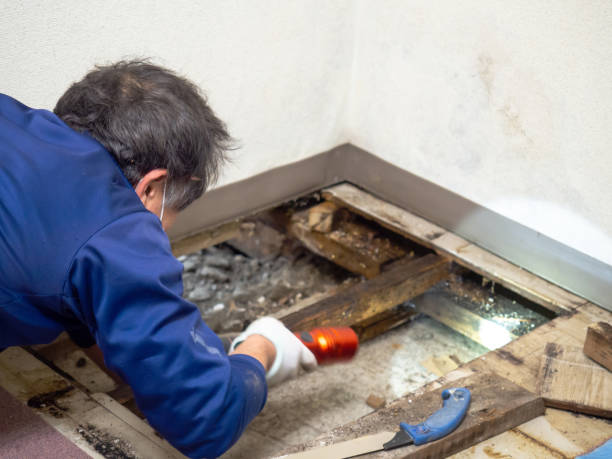 Certified Mold Removal in Dunlap, OH