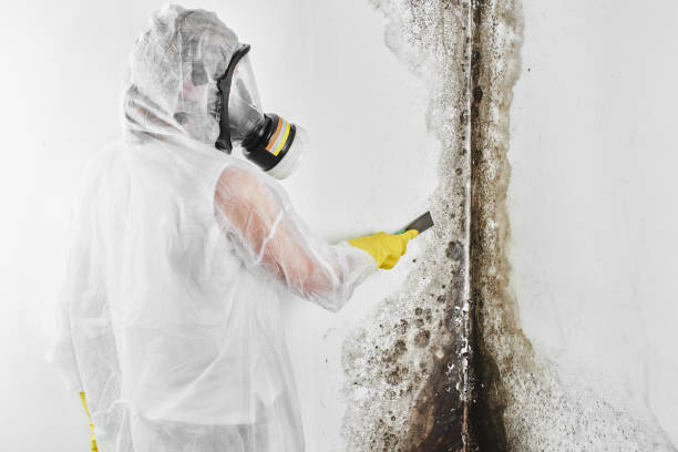 Best Professional Mold Removal  in Dunlap, OH