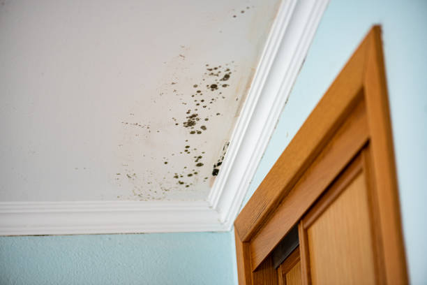 Best Commercial Mold Removal  in Dunlap, OH