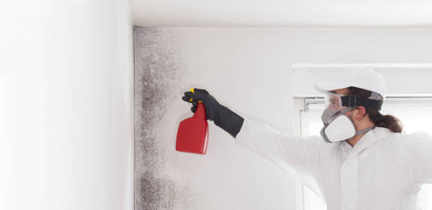 Best Commercial Mold Removal  in Dunlap, OH