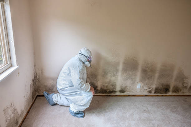 Best Mold Damage Repair  in Dunlap, OH