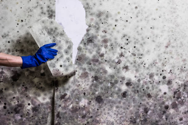 Best Mold Removal Process  in Dunlap, OH